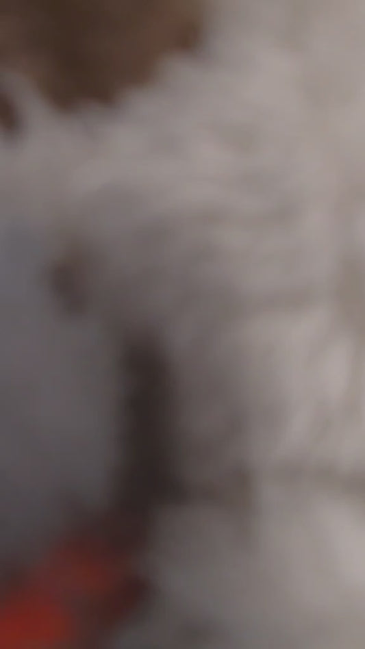 Koala Apaisant